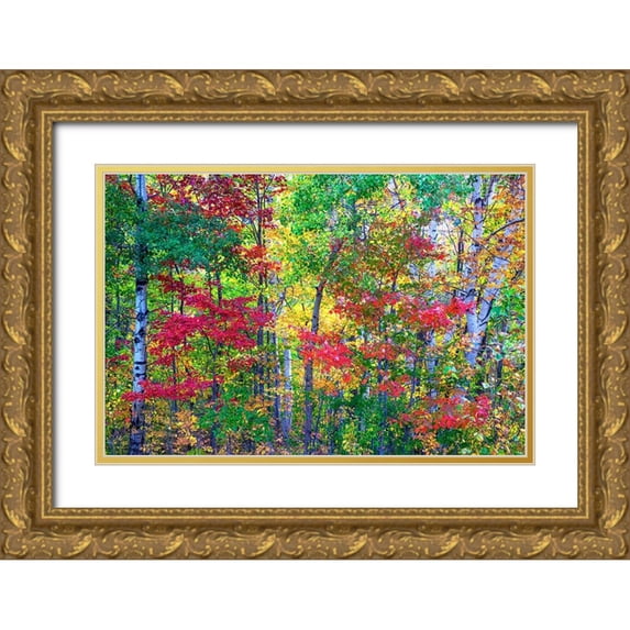 Gulin, Sylvia 18x13 Gold Ornate Wood Framed with Double Matting Museum Art Print Titled - USA-New Hampshire-Gorham-Fall colors with grove of White Birch and Maple trees