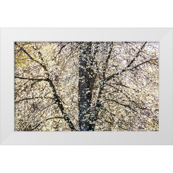 Gulin, Sylvia 18x13 White Modern Wood Framed Museum Art Print Titled - USA-Washington State-Fall City wild cherry springtime blooming