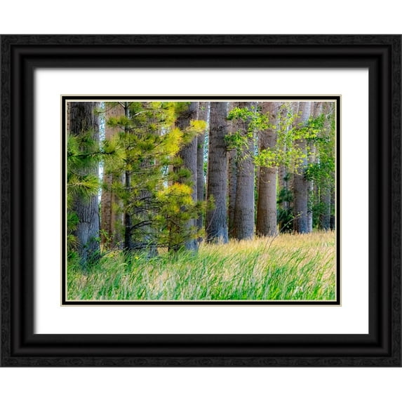 Gulin, Sylvia 18x14 Black Ornate Wood Framed with Double Matting Museum Art Print Titled - USA-Washington State-Othello grove of trees along Highway 26