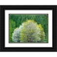 thumbnail image 1 of Gulin, Sylvia 18x14 Black Ornate Wood Framed with Double Matting Museum Art Print Titled - USA-Washington State-Pacific Northwest-Fall City springtime and flowering wild Cherry, 1 of 4