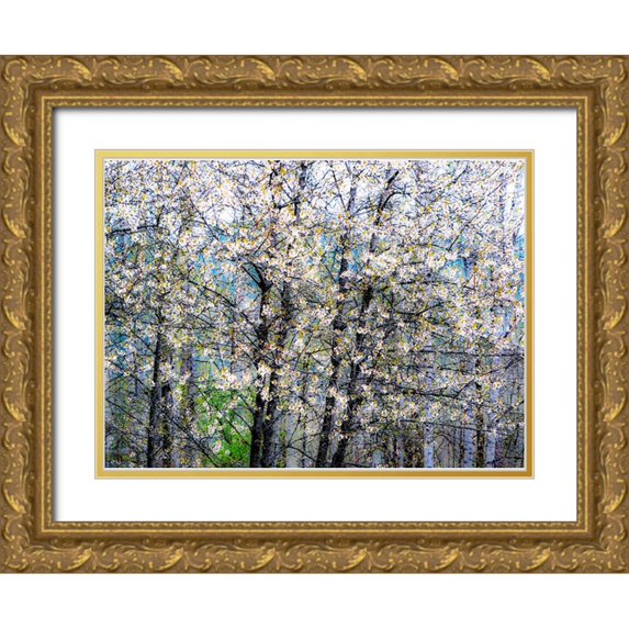 Gulin, Sylvia 18x14 Gold Ornate Wood Framed with Double Matting Museum Art Print Titled - USA-Washington State-Fall City wild cherry springtime blooming