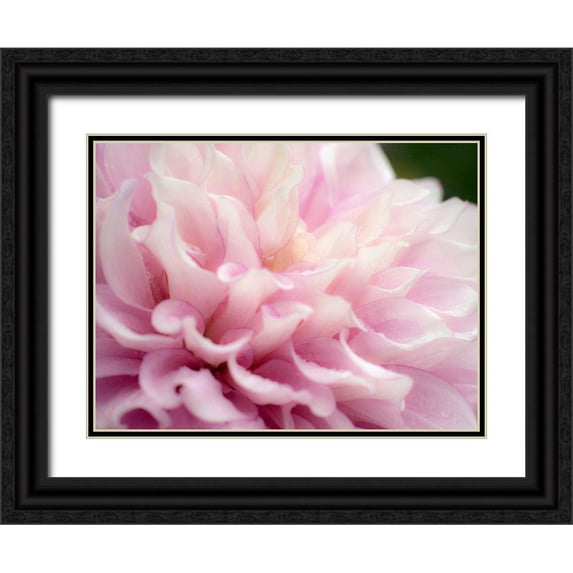 Gulin, Sylvia 18x15 Black Ornate Wood Framed with Double Matting Museum Art Print Titled - Oregon-Canby-Swan Island Dahlia farm with close-ups of flowering Dahlia