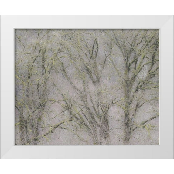 Gulin, Sylvia 18x15 White Modern Wood Framed Museum Art Print Titled - USA-Washington State-Fall City soft focus springtime Big Leaf Maple trees