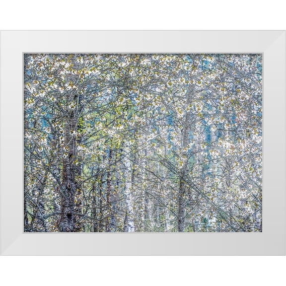 Gulin, Sylvia 18x15 White Modern Wood Framed Museum Art Print Titled - USA-Washington State-Fall City wild cherry springtime blooming