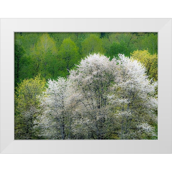 Gulin, Sylvia 18x15 White Modern Wood Framed Museum Art Print Titled - USA-Washington State-Pacific Northwest-Fall City springtime and flowering wild Cherry
