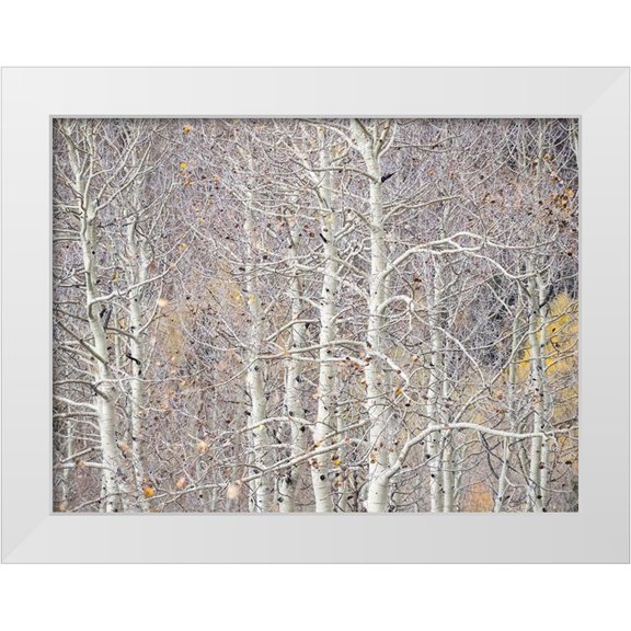 Gulin, Sylvia 18x15 White Modern Wood Framed Museum Art Print Titled - Utah-Wasatch Mountain Range Aspens just off of Highway 39 and Curtis Creek Rd