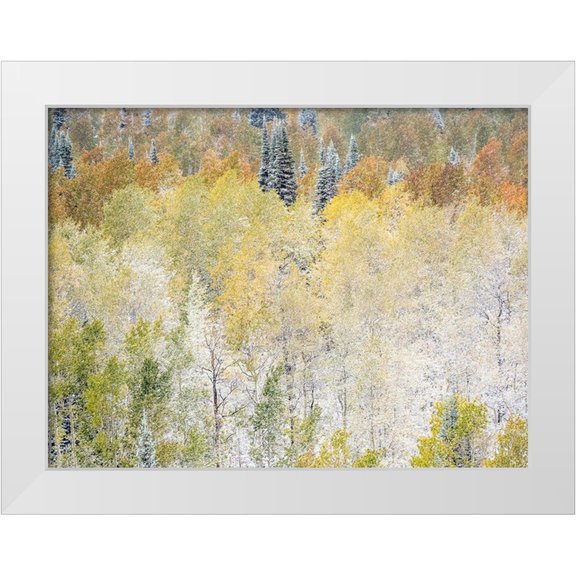 Gulin, Sylvia 18x15 White Modern Wood Framed Museum Art Print Titled - Utah-Wasatch Mountain Range fresh autumn snows-Aspens just off of Highway 39 and Curtis Creek Rd