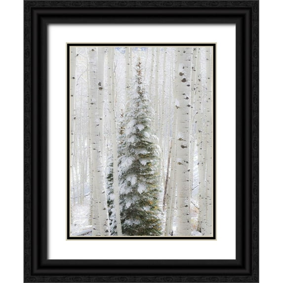 Gulin, Sylvia 19x24 Black Ornate Wood Framed with Double Matting Museum Art Print Titled - Colorado-Keebler Pass-fresh snow on Aspens and Evergreen trees