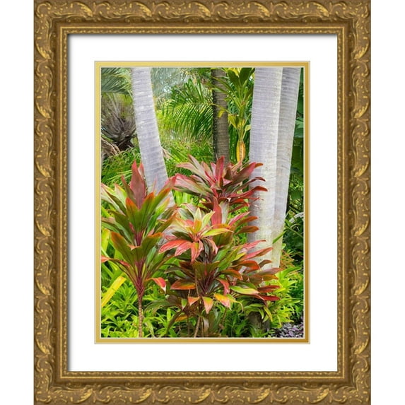Gulin, Sylvia 19x24 Gold Ornate Wood Framed with Double Matting Museum Art Print Titled - Hawaii-Maui-garden on the Road to Hana with palms and tea plants