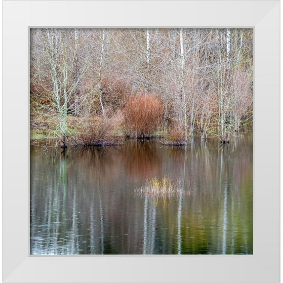 Gulin, Sylvia 20x20 White Modern Wood Framed Museum Art Print Titled - USA-Washington State-Sammamish springtime and alder trees and their reflections in small pond
