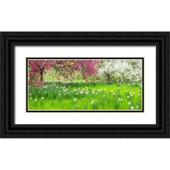 Gulin, Sylvia 24x13 Black Ornate Wood Framed with Double Matting Museum Art Print Titled - Pennsylvania-Wayne and Chanticleer Gardens springtime blooming crabapple and narcissus