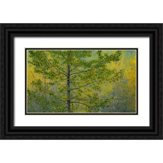Gulin, Sylvia 24x16 Black Ornate Wood Framed with Double Matting Museum Art Print Titled - USA-Washington State-Preston with Cottonwoods in fall color