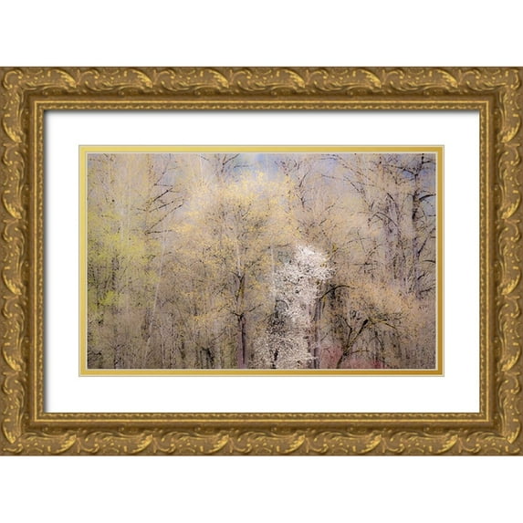 Gulin, Sylvia 24x16 Gold Ornate Wood Framed with Double Matting Museum Art Print Titled - USA-Washington State-Carnation-springtime with flowering wild Cherry and Cottonwoods