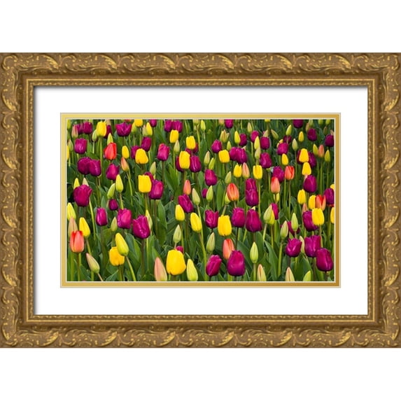 Gulin, Sylvia 24x16 Gold Ornate Wood Framed with Double Matting Museum Art Print Titled - Washington State-Skagit-Western Washington springtime blooming tulips-grape hyacinth