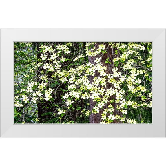 Gulin, Sylvia 24x16 White Modern Wood Framed Museum Art Print Titled - USA-Washington State-Pacific Northwest Sammamish White Dogwood blooming early spring