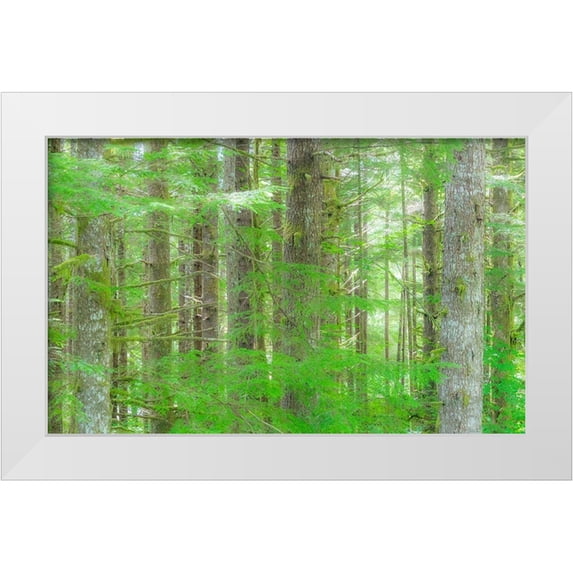 Gulin, Sylvia 24x16 White Modern Wood Framed Museum Art Print Titled - Washington State Hump tulips Hemlock evergreen forest