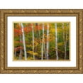thumbnail image 1 of Gulin, Sylvia 24x17 Gold Ornate Wood Framed with Double Matting Museum Art Print Titled - USA-New Hampshire-Gorham-White Birch tree trunks surrounded by Fall colors from Maple-Beech and Bir, 1 of 4