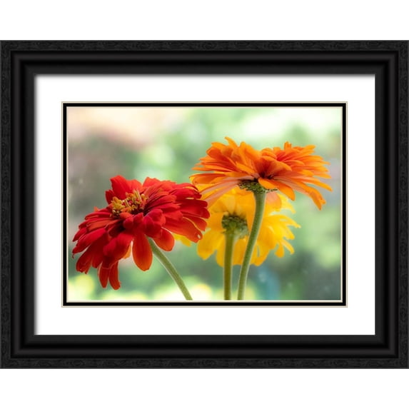 Gulin, Sylvia 24x18 Black Ornate Wood Framed with Double Matting Museum Art Print Titled - USA-Washington State-Pacific Northwest-Sammamish close-up of State Fair Zinnia