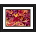 thumbnail image 1 of Gulin, Sylvia 24x18 Black Ornate Wood Framed with Double Matting Museum Art Print Titled - USA-Washington State-Pacific Northwest-Sammamish and red Japanese Maple leaves fallen on ground, 1 of 4