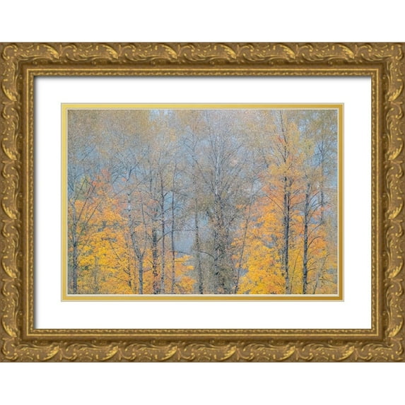 Gulin, Sylvia 24x18 Gold Ornate Wood Framed with Double Matting Museum Art Print Titled - USA-Washington State-Preston-Cottonwoods and Big Leaf Maple trees in fall colors