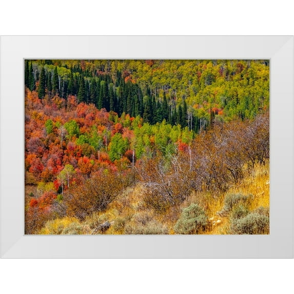 Gulin, Sylvia 24x18 White Modern Wood Framed Museum Art Print Titled - USA-Idaho-Highway 36 west of Liberty and hillsides covered with Canyon Maple and Aspens in autumn