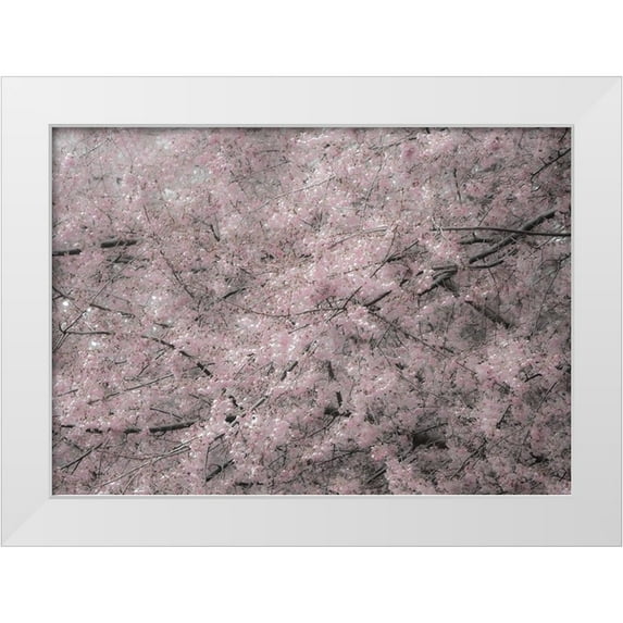Gulin, Sylvia 24x18 White Modern Wood Framed Museum Art Print Titled - USA-Washington State-Fall City-Springtime cherry trees blooming along Snoqualmie River