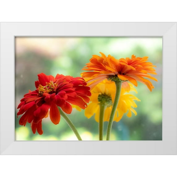 Gulin, Sylvia 24x18 White Modern Wood Framed Museum Art Print Titled - USA-Washington State-Pacific Northwest-Sammamish close-up of State Fair Zinnia