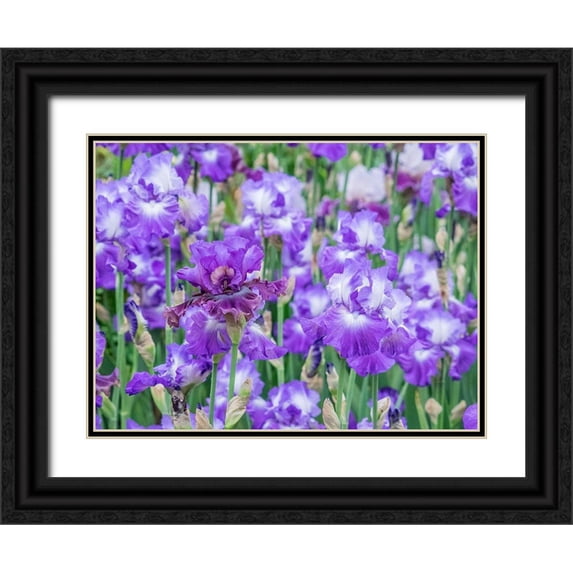Gulin, Sylvia 24x19 Black Ornate Wood Framed with Double Matting Museum Art Print Titled - Oregon-Salem-Bearded Iris springtime bloom