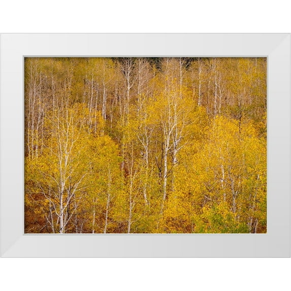 Gulin, Sylvia 24x19 White Modern Wood Framed Museum Art Print Titled - USA-Idaho-Highway 36 west of Liberty and hillsides covered with Aspens in autumn
