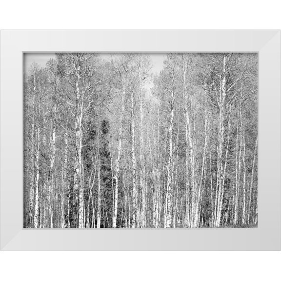 Gulin, Sylvia 24x19 White Modern Wood Framed Museum Art Print Titled - USA-Utah-Woodruff aspen trees along highway 39