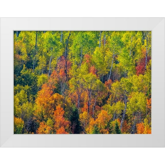 Gulin, Sylvia 24x19 White Modern Wood Framed Museum Art Print Titled - USA-Utah-east of Logan on highway 89 fall color Canyon Maple and Aspens