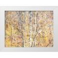 thumbnail image 1 of Gulin, Sylvia 24x19 White Modern Wood Framed Museum Art Print Titled - USA-Washington State-Bellevue-Alder tree with lichen and catkins early spring, 1 of 4