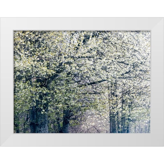 Gulin, Sylvia 24x19 White Modern Wood Framed Museum Art Print Titled - USA-Washington State-Fall City wild cherry springtime blooming