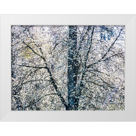 Gulin, Sylvia 24x19 White Modern Wood Framed Museum Art Print Titled - USA-Washington State-Fall City wild cherry springtime blooming