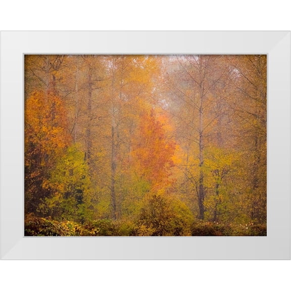 Gulin, Sylvia 24x19 White Modern Wood Framed Museum Art Print Titled - Washington State-Fall City and fall colors in yellows and golds