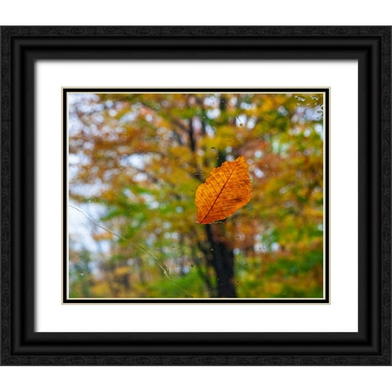 Gulin, Sylvia 24x20 Black Ornate Wood Framed with Double Matting Museum Art Print Titled - USA-New Hampshire fallen Beech leaf on wet windshield Autumn