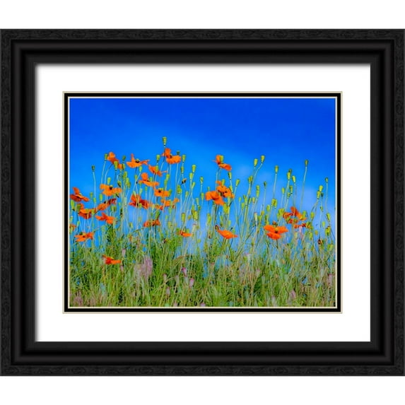 Gulin, Sylvia 24x20 Black Ornate Wood Framed with Double Matting Museum Art Print Titled - USA-Washington State-Palouse and field of red poppies