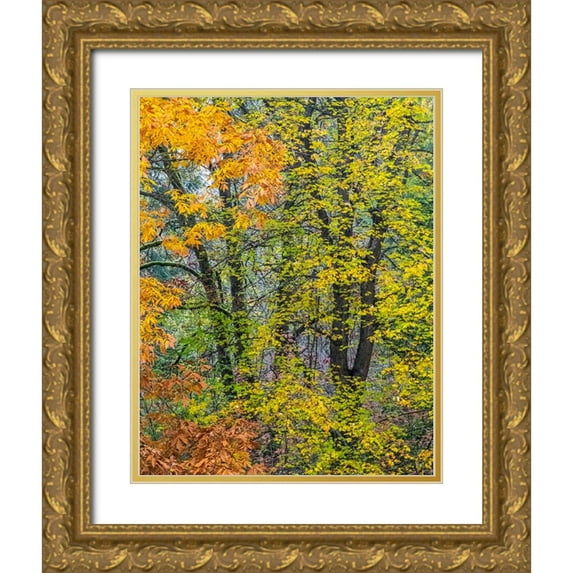 Gulin, Sylvia 26x32 Gold Ornate Wood Framed with Double Matting Museum Art Print Titled - USA-Washington State-Easton and fall colors on Big Leaf Maple and Vine Maple