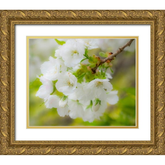 Gulin, Sylvia 31x26 Gold Ornate Wood Framed with Double Matting Museum Art Print Titled - Washington State-Seattle-Washington Arboretum-Springtime cherry blooming
