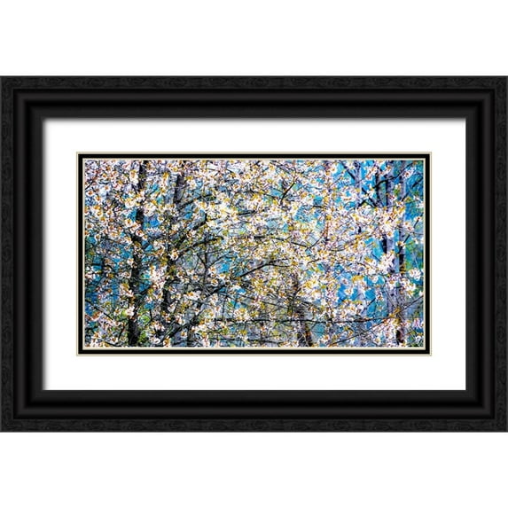 Gulin, Sylvia 32x20 Black Ornate Wood Framed with Double Matting Museum Art Print Titled - USA-Washington State-Fall City wild cherry springtime blooming