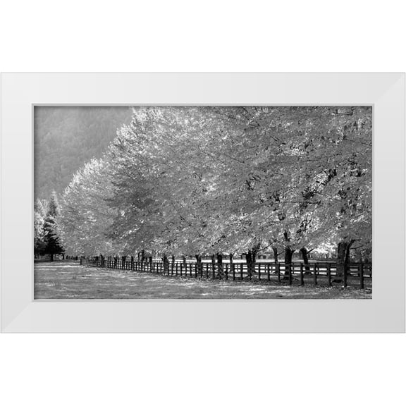 Gulin, Sylvia 32x20 White Modern Wood Framed Museum Art Print Titled - USA-Washington State-North Bend fence and tree lined driveway in fall colors