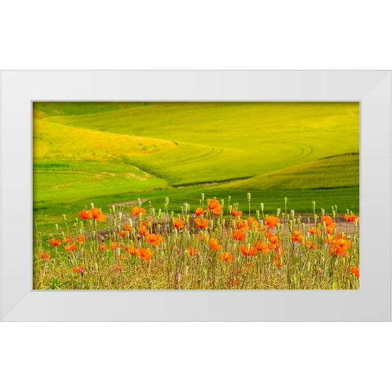 Gulin, Sylvia 32x20 White Modern Wood Framed Museum Art Print Titled - USA-Washington State-Palouse red poppies and yellow canola with landscape of wheat fields