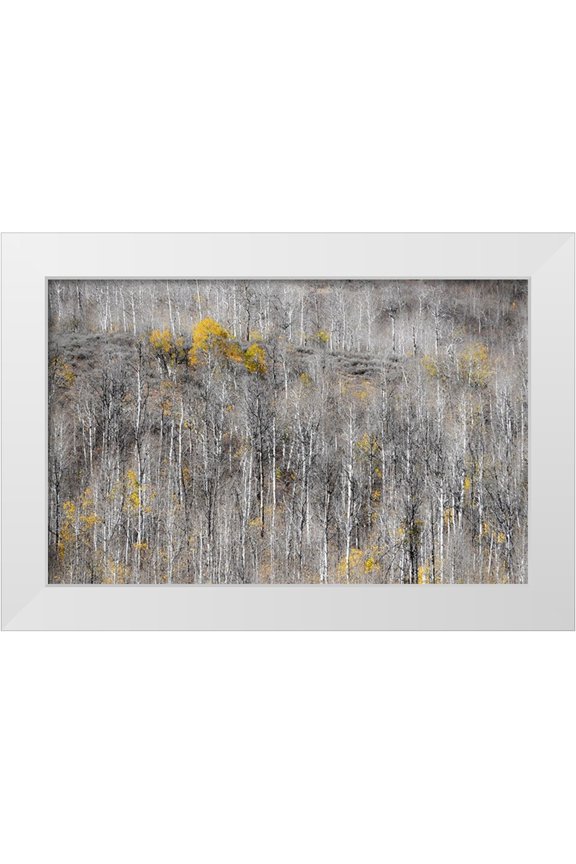 Gulin, Sylvia 32x22 White Modern Wood Framed Museum Art Print Titled - USA-Utah-Woodruff aspen trees along highway 39