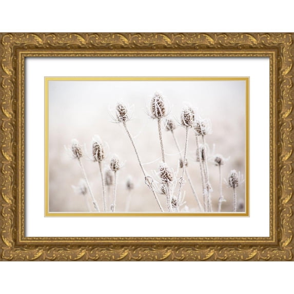 Gulin, Sylvia 32x23 Gold Ornate Wood Framed with Double Matting Museum Art Print Titled - Oregon-Eugene-mornings frost on teasel