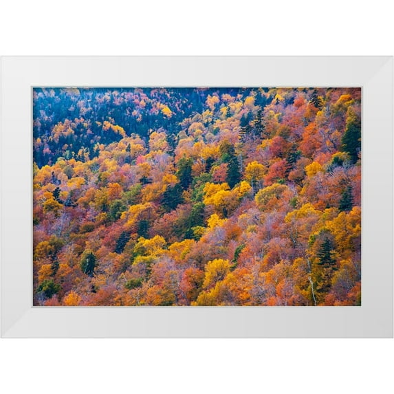 Gulin, Sylvia 32x23 White Modern Wood Framed Museum Art Print Titled - USA-New Hampshire-New England Fall colors on hillsides along highway 16 north of Jackson
