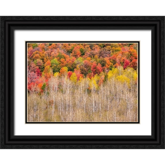 Gulin, Sylvia 32x24 Black Ornate Wood Framed with Double Matting Museum Art Print Titled - USA-Idaho-Highway 36 west of Liberty and hillsides covered with Canyon Maple and Aspens in autumn