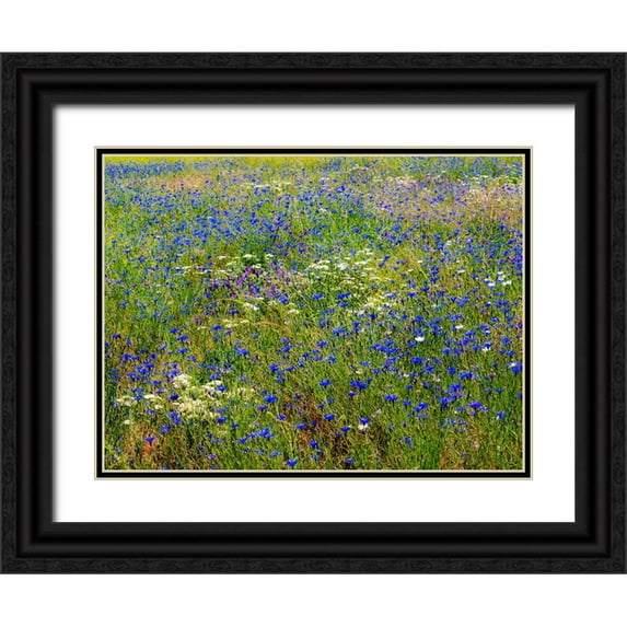Gulin, Sylvia 32x25 Black Ornate Wood Framed with Double Matting Museum Art Print Titled - USA-Washington State-Palouse and field of blue bachelor buttons flowering