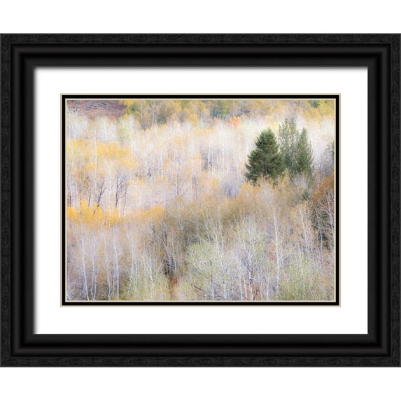 Gulin, Sylvia 32x25 Black Ornate Wood Framed with Double Matting Museum Art Print Titled - Utah-Logan Pass hillsides covered with Aspen grove in Fall Color