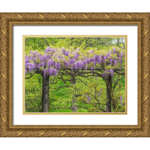 Gulin, Sylvia 32x25 Gold Ornate Wood Framed with Double Matting Museum Art Print Titled - Pennsylvania-Wayne and Chanticleer Gardens springtime flowering Wisteria vine