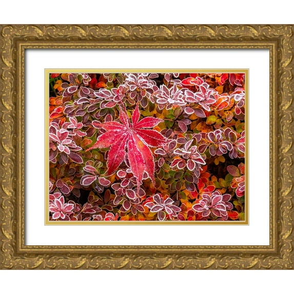 Gulin, Sylvia 32x25 Gold Ornate Wood Framed with Double Matting Museum Art Print Titled - USA-Washington State-Pacific Northwest Sammamish frost rimmed Barberry